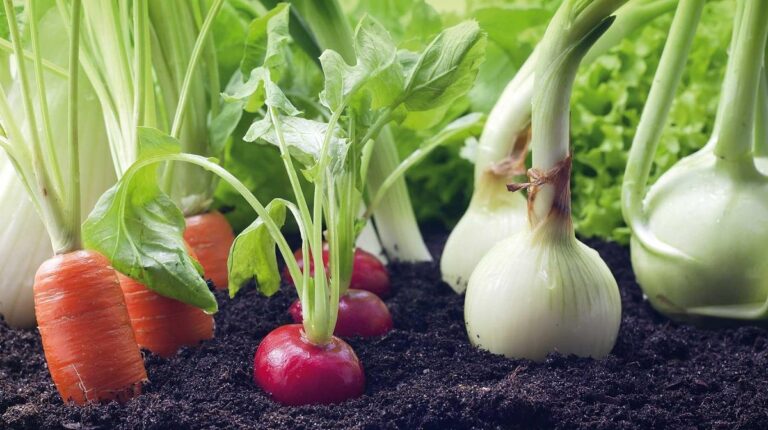 cuando plantar hortalizas en verano