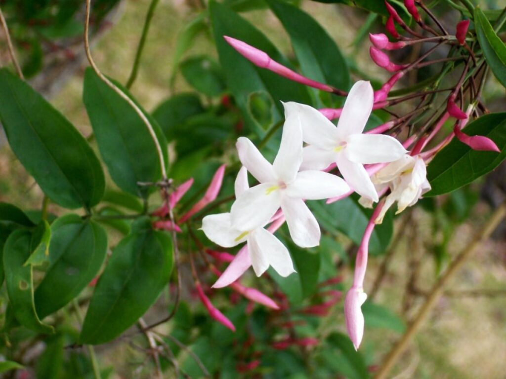 El jazmín es una planta de flores blancas