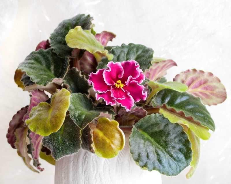 Why Are My African Violet Leaves Turning Yellow?  - A PUZZLE