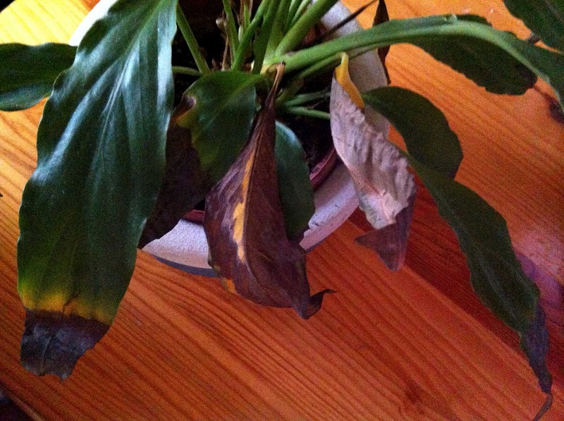 Why are my peace lily leaves turning brown?  - A PUZZLE