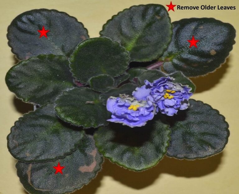 Why do my African violet leaves have spots?  - A PUZZLE