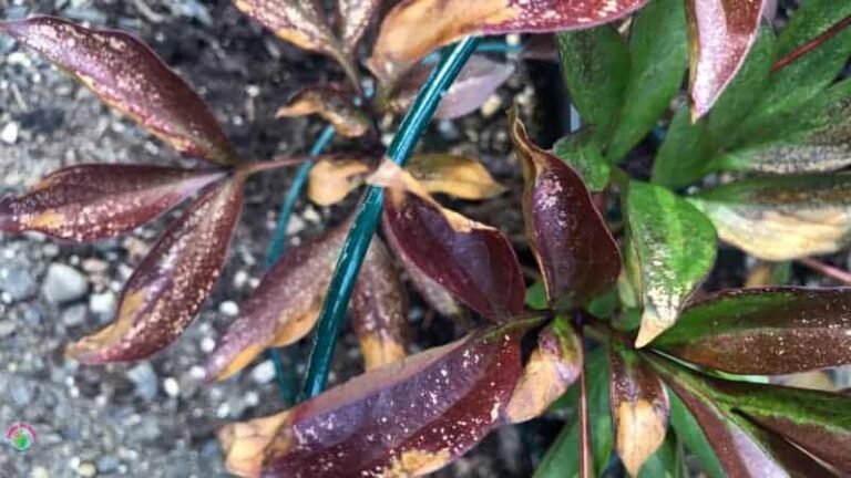 Peony leaves turn red