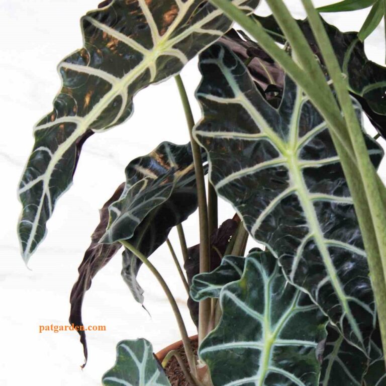 Why is my African Mask Plant dying?  - A PUZZLE