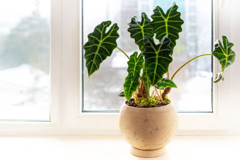 Why is my African Mask Plant hanging?