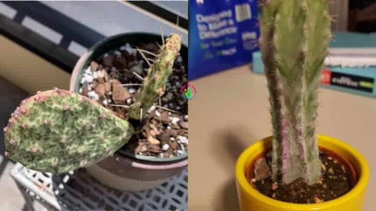 Indoor potted cactus turns pink