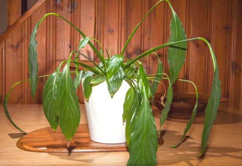 Why is my peace lily hanging?  (Fixing Tips) – ISPUZZLE