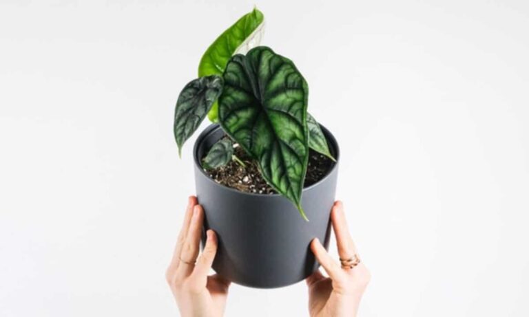 alocasia dragon