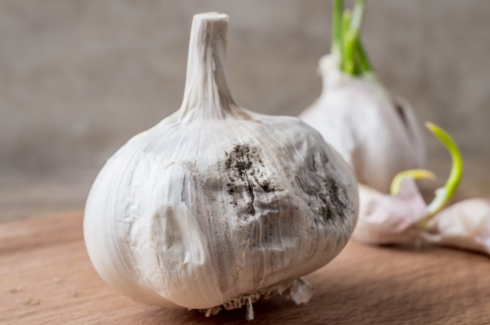 white rot of garlic