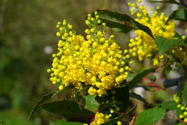 La mahonia es un arbusto que florece en invierno