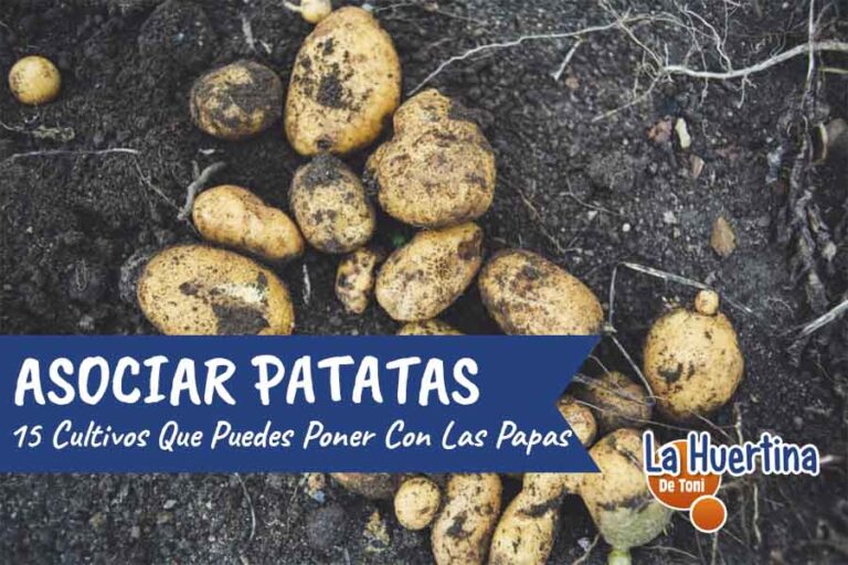 asociar patatas