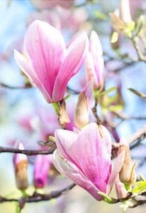 a magnolia