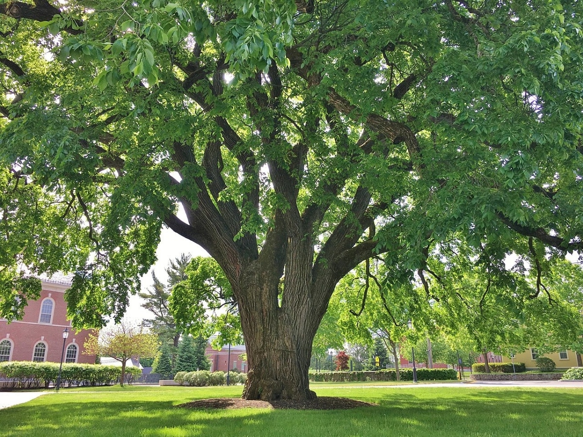 The American elm is a tall plant