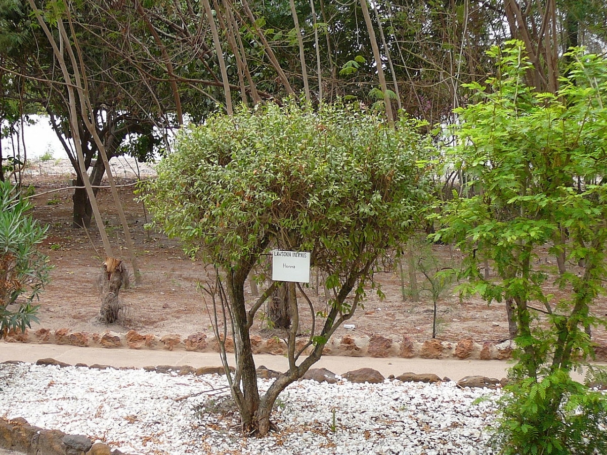 Lawsonia inermis is a thorny shrub