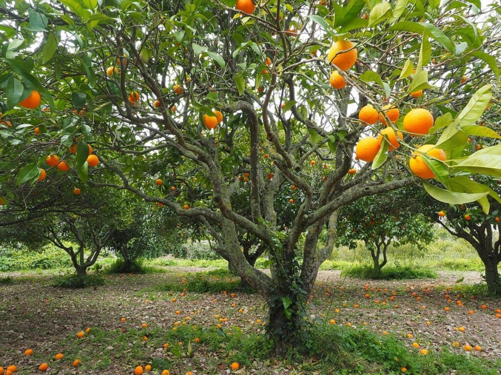 El naranjo es un frutal que puede tener clorosis