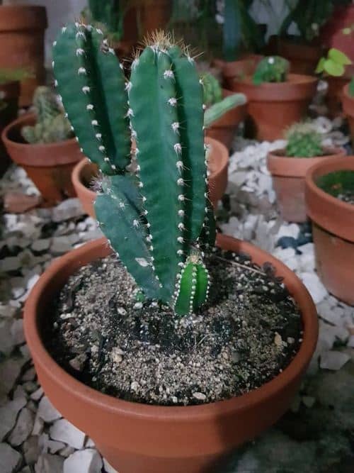 grow fairy castle cactus