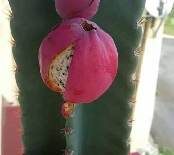 fairy castle cactus plant