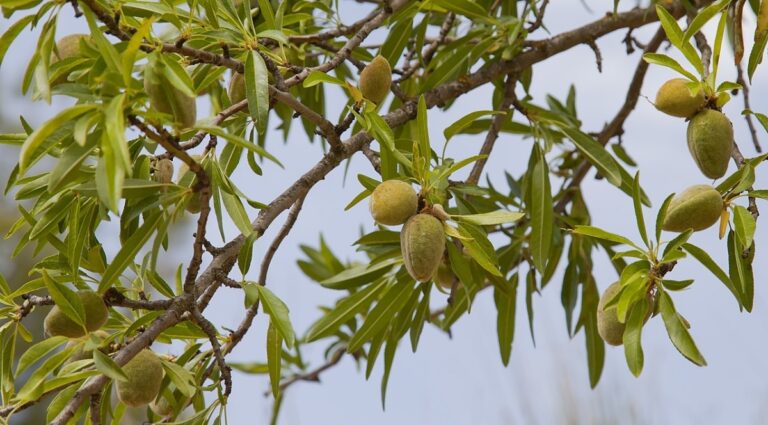 El almendro es un &aacute;rbol sensible a los hongos