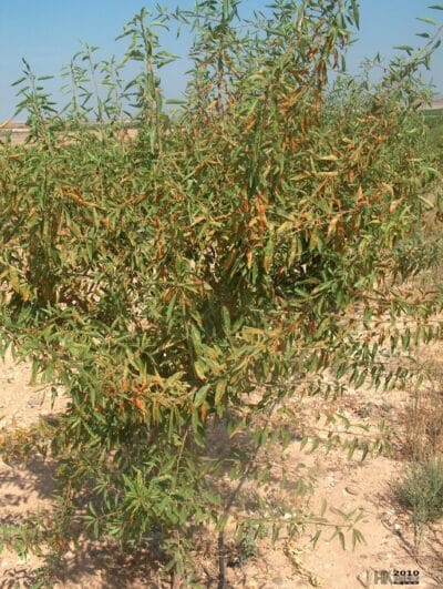 The ocher spot is a disease of the almond tree