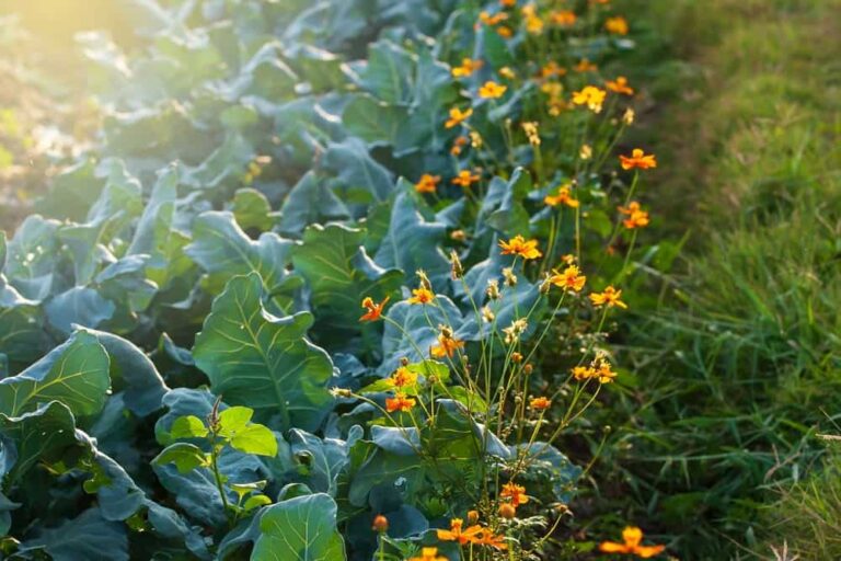 21 of the Best Broccoli Companion Plants
