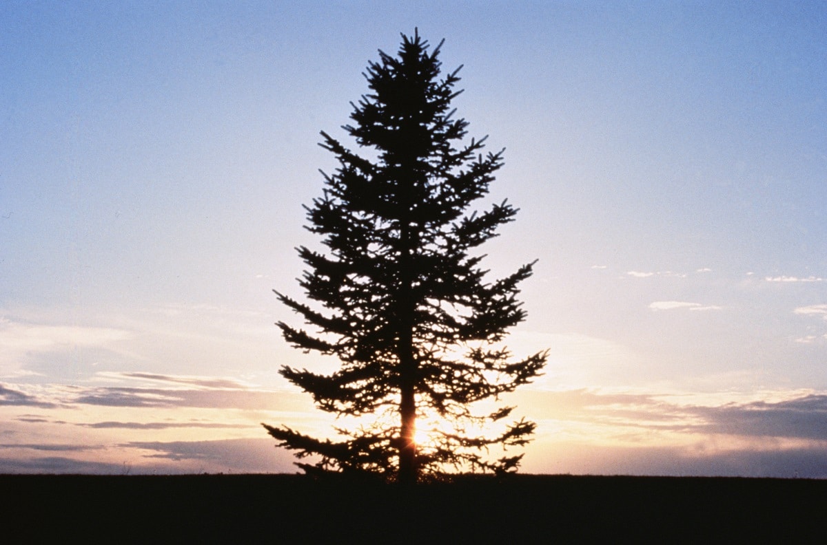 pine pruning tips