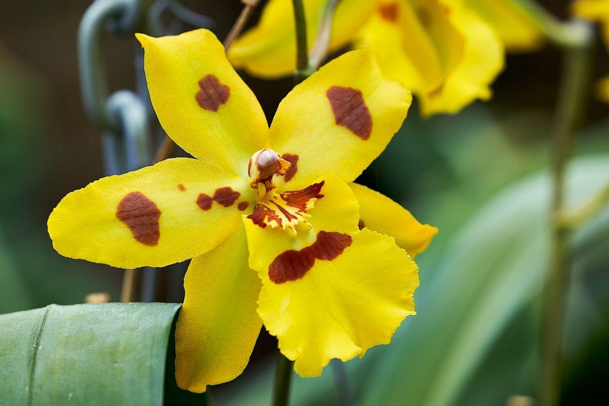 Oncidium is a tropical orchid