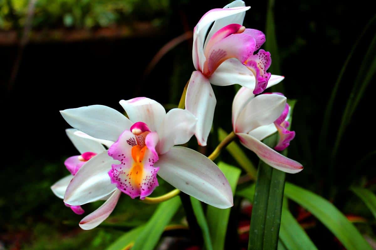 Orchids need high humidity