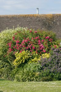 Tall bushes outside a house