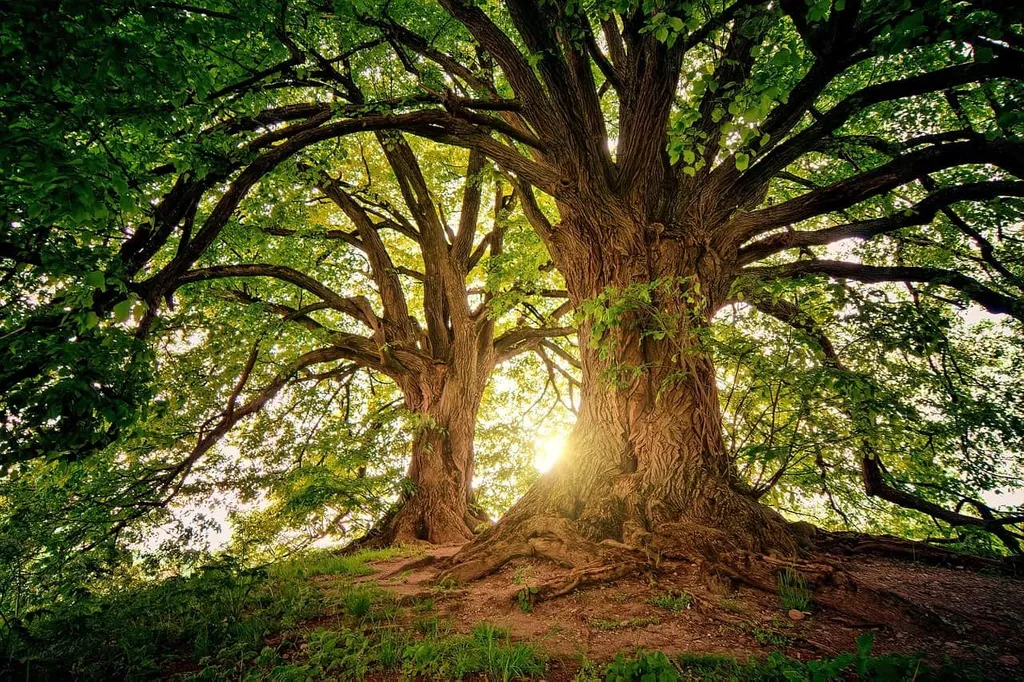 Un árbol grande en el artículo ¿Cuál es el mejor árbol para plantar cerca de tu casa para dar sombra?