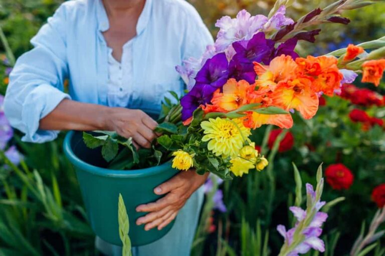 Everything you need to know about growing gladiolus