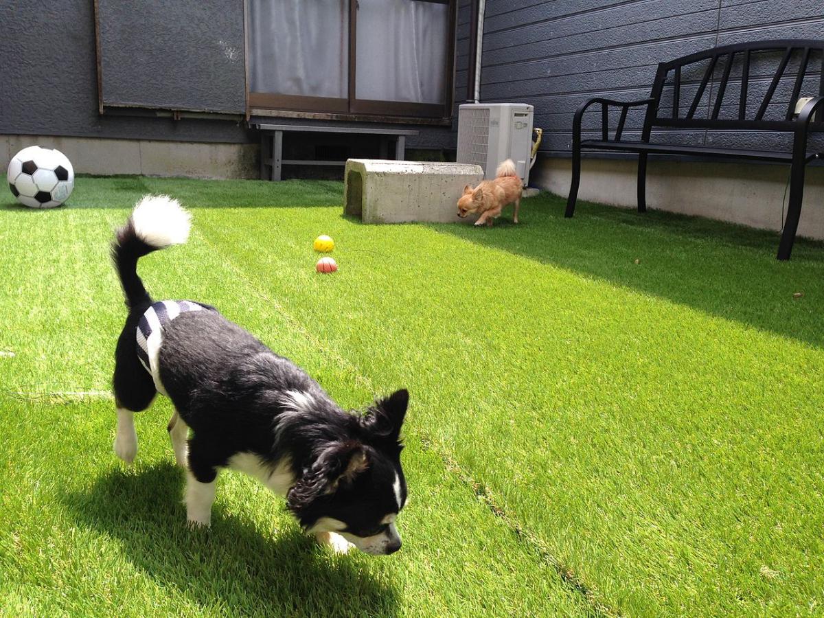 There is durable artificial grass for dogs