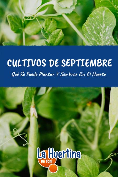 which is sown in September