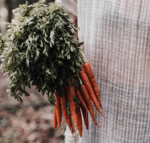 what to plant in september in the garden
