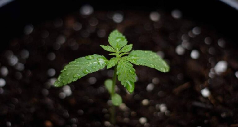 abonos para marihuana
