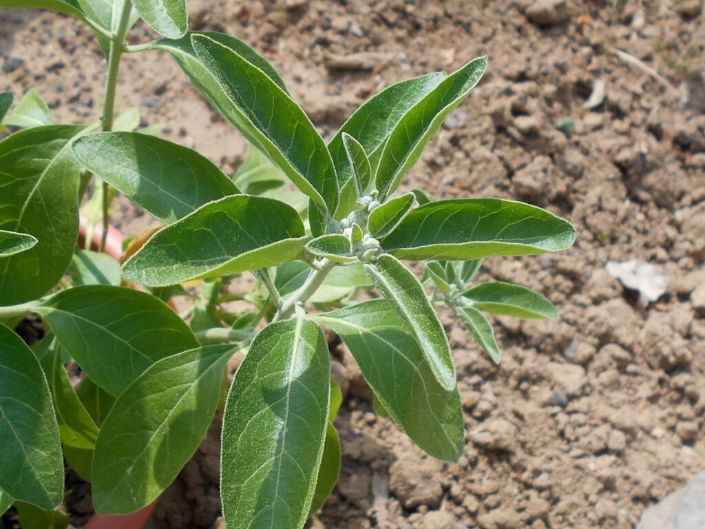 La Withania somnifera es una planta arbustiva