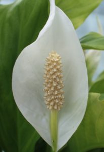 A white peace lily in the article Top 12 Outdoor Plants That Reduce Air Pollution