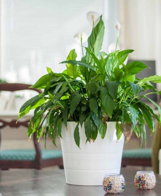How to Water the Brown Tips of a Peace Lily