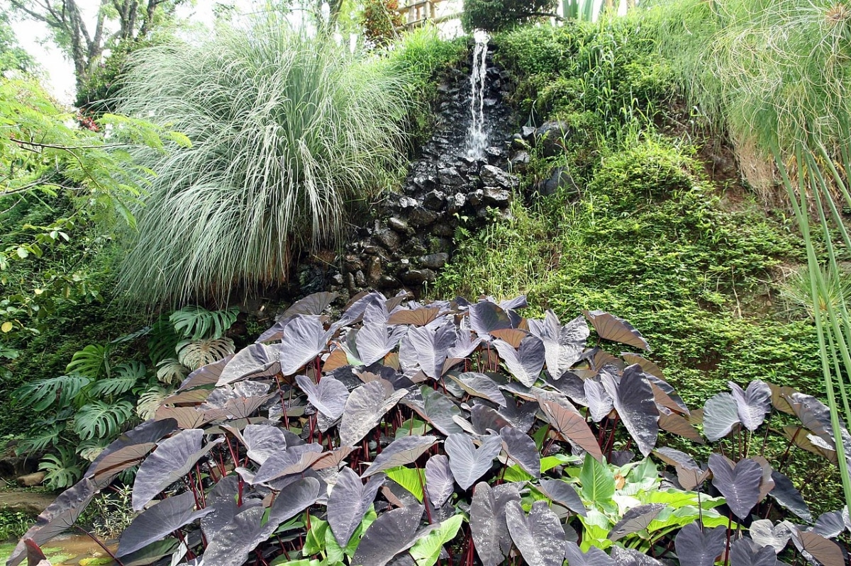Black Alocasia is a garden plant