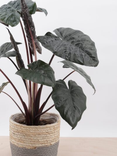 The Black Alocasia is tropical