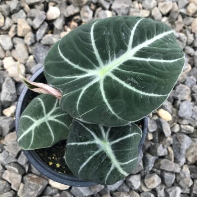 Black Velvet Alocasia is almost black