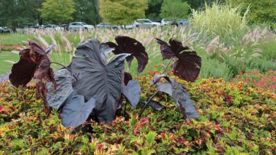 The colocasia does not need to be pruned
