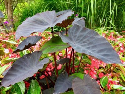 The black magic colocasia has large leaves