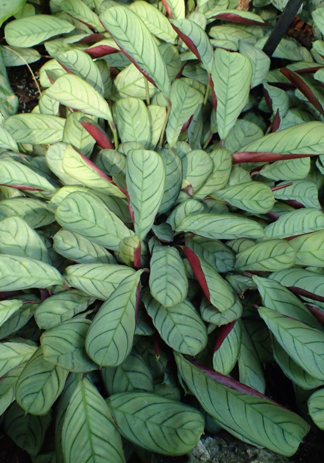 ctenantthe plant