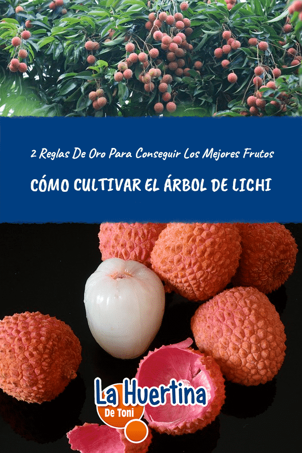 litchi
