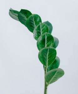 a zz plant