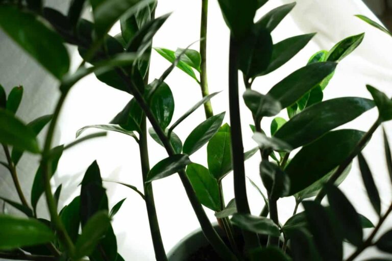 Una planta ZZ en el artículo ¿Cómo evitar que su planta ZZ cuelgue?