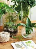 How is vinegar used for plants?