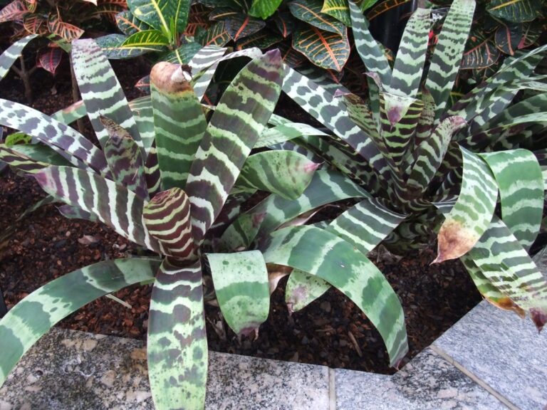 La bromelia Vriesea splendens es ep&iacute;fita