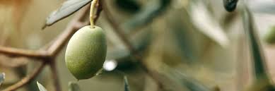 When are olives harvested in Spain? When are olives harvested in Spain?