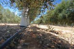 How much should olive trees be watered? How much should olive trees be watered?