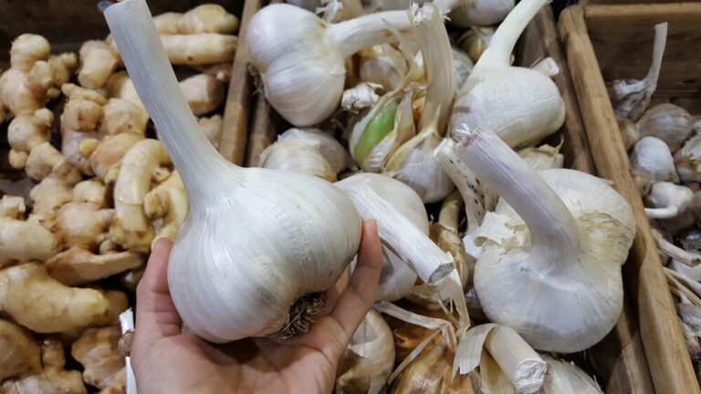 Can you plant and grow garlic from the grocery store?